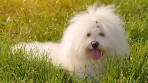 Acheter un chien Bichon bolonais adulte ou retrait d'levage