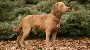 Adopter un chiot Retriever de la baie de chesapeake