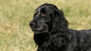 Acheter un chien Epagneul bleu de picardie adulte ou retrait d'levage