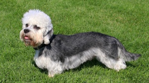 Combien cote un de Dandie dinmont terrier