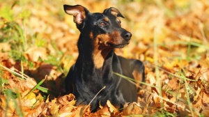 Combien cote un de Deutscher pinscher