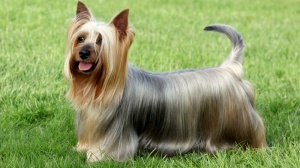 Adopter un chiot Australian silky terrier