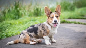 Élevages de Welsh corgi cardigan