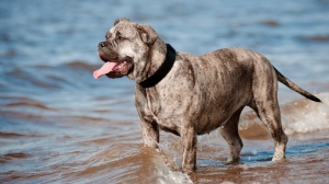 Combien cote un de Perro dogo mallorquin