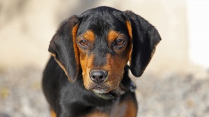 Adopter un chiot Brachet noir et feu