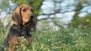 Adopter un chiot Brachet polonais