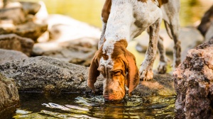 Elevages de Bracco italiano