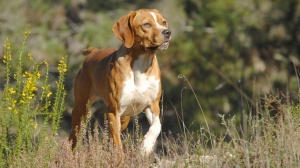 Élevages de Chien d'arrt portugais