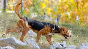 Combien cote un de Chien courant serbe