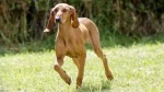 fiche de race du Chien courant italien poil ras