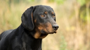 Combien cote un de Chien courant slovaque