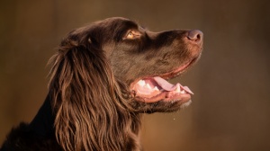 Combien cote un de Chien d'arret allemand  poil long