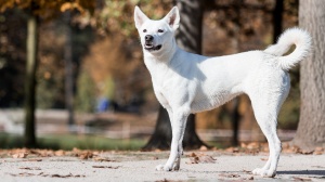 Adopter un chiot Canaan dog