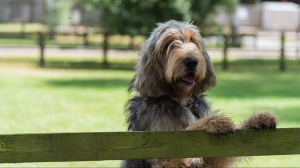 Adopter un chiot Otterhound