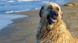 Acheter un chien Chien de la serra estrela poil long adulte ou retrait d'levage