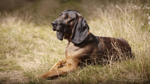 Chien De Recherche Au Sang De La Montagne Bavaroise : Origine, Description, Prix, Sant, Entretien, Education