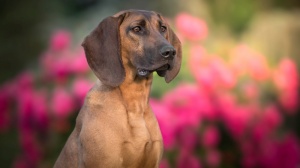 Elevages de Chien de recherche au sang de hanovre