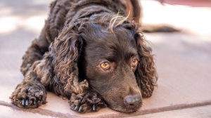 Élevages d'American water spaniel