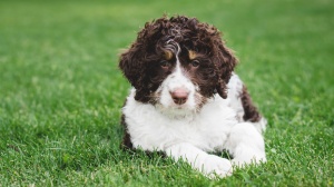 Acheter un chien Chien d'eau frison adulte ou retrait d'levage