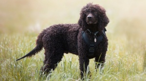 Combien cote un de Chien d'eau irlandais