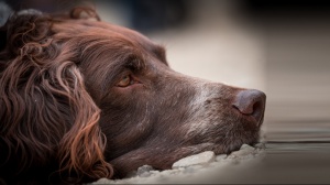 Adopter un chiot Chien d'oysel allemand