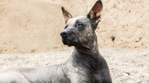 Élevages de Chien nu du prou (grand)