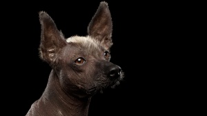 Combien cote un de Xoloitzcuintle taille standard