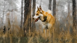 Combien cote un de Chien norvgien de macareux