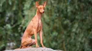 Annonces de reproducteurs de race Cirneco de l'etna