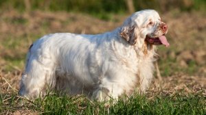 Adopter un chiot Clumber spaniel