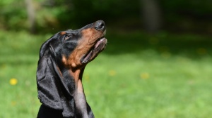 Combien cote un de Black and tan coonhound