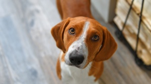 Acheter un chien Basset sudois adulte ou retrait d'levage