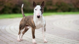 Adopter un chiot Bull terrier