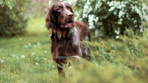 Acheter un chien Epagneul picard adulte ou retrait d'levage