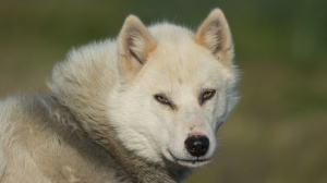 Élevages de Chien du groenland