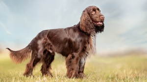 Adopter un chiot Field spaniel