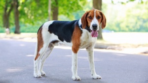 American foxhound : Origine, Description, Prix, Sant, Entretien, Education