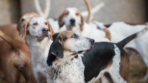 Élevages d'English foxhound