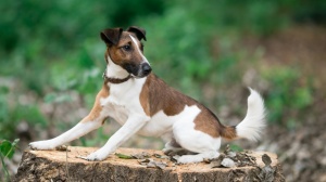 Adopter un chiot Fox terrier (smooth)