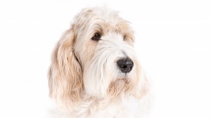 Combien cote un de Grand basset  griffon venden