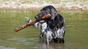 Acheter un chien Grand pagneul de munster adulte ou retrait d'levage