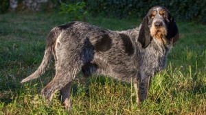 Combien cote un de Griffon bleu de gascogne